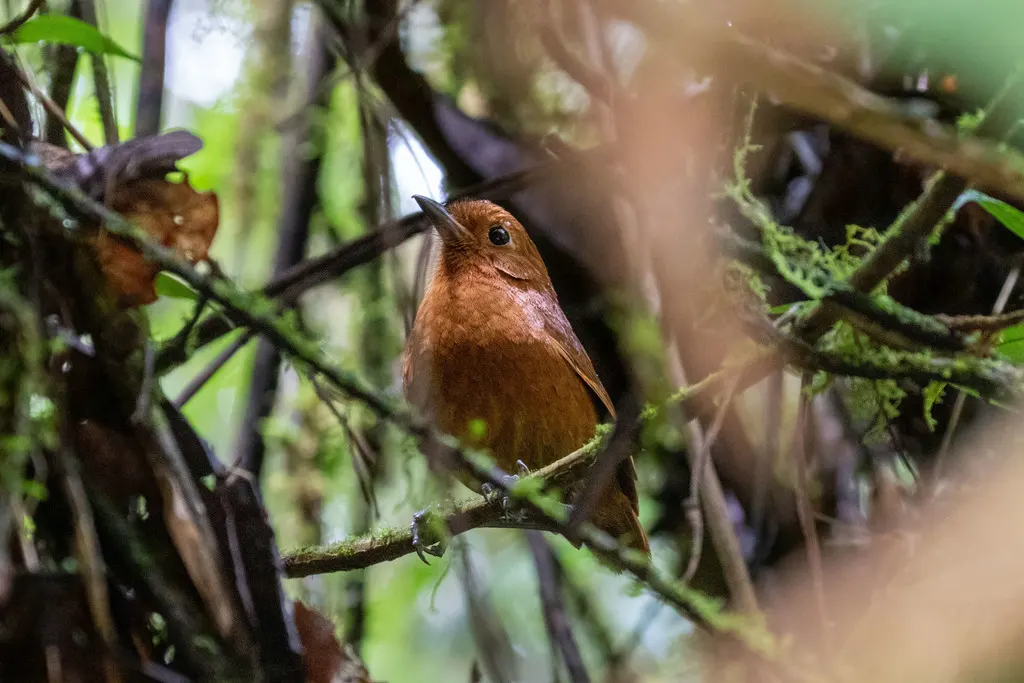 奥省蚁鸫(Grallaria centralis)