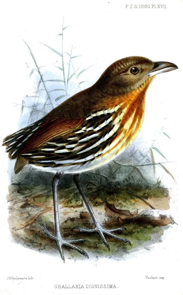 赭纹蚁鸫(Grallaria dignissima)