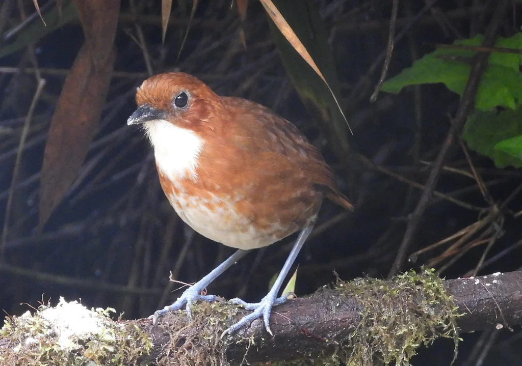 红白蚁鸫(Grallaria erythroleuca)