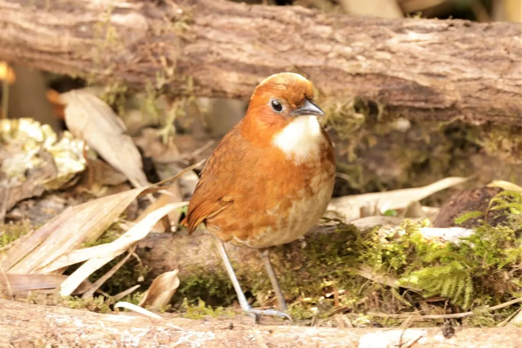 红白蚁鸫(Grallaria erythroleuca)