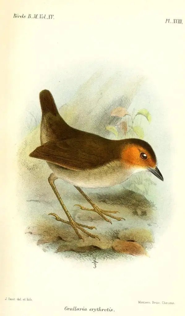 棕脸蚁鸫(Grallaria erythrotis)