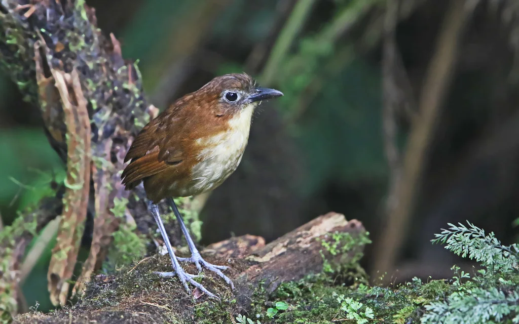 黄胸蚁鸫(Grallaria flavotincta)