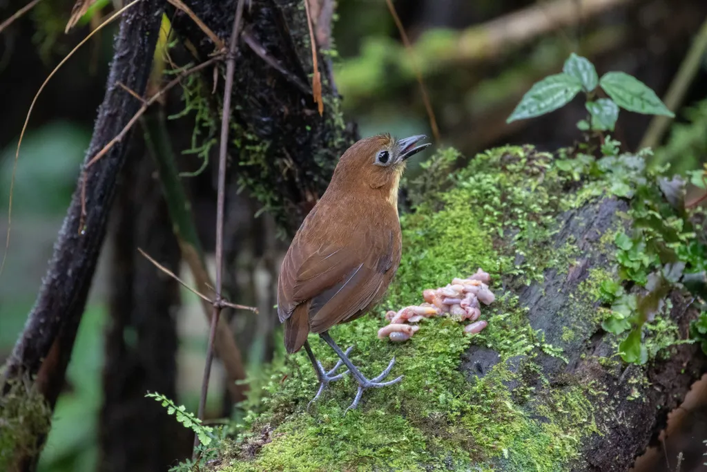黄胸蚁鸫(Grallaria flavotincta)