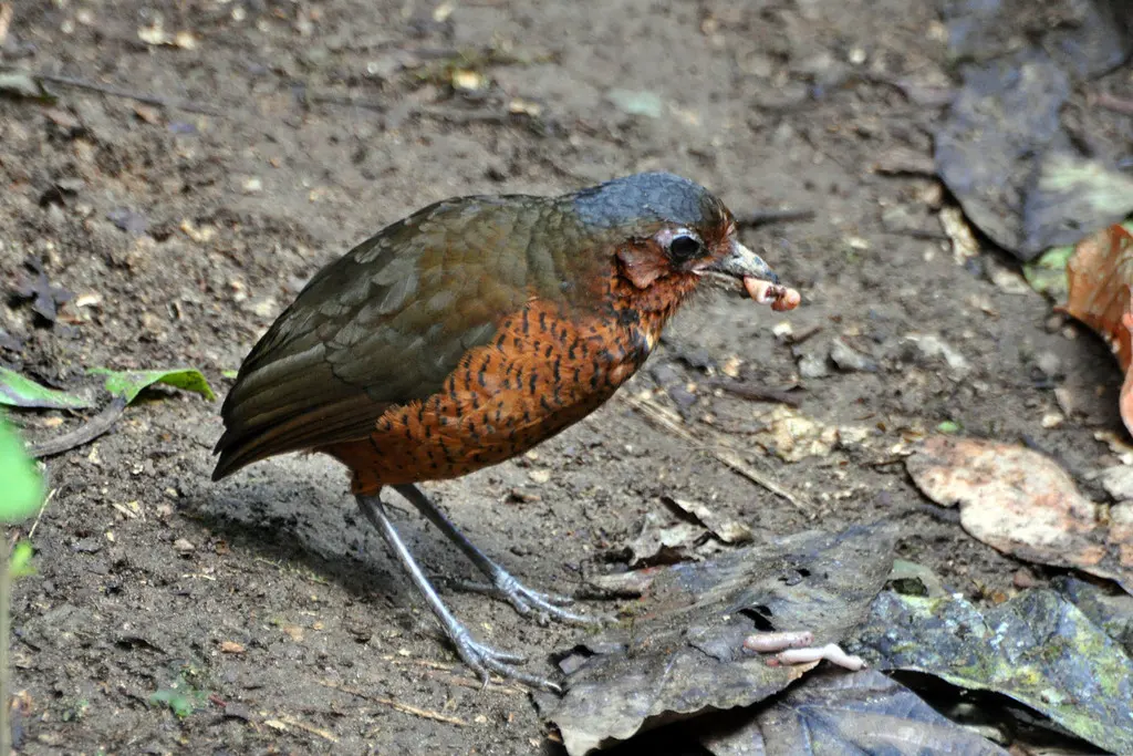 巨蚁鸫(Grallaria gigantea)
