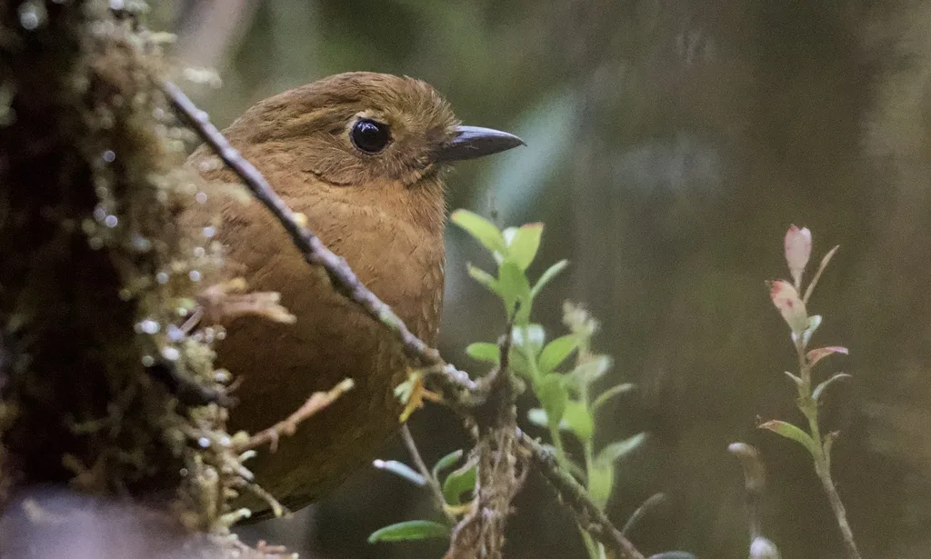 查查波亚蚁鸫(Grallaria gravesi)