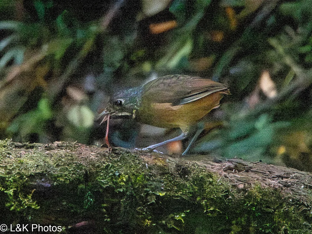 鳞斑蚁鸫(Grallaria guatimalensis)