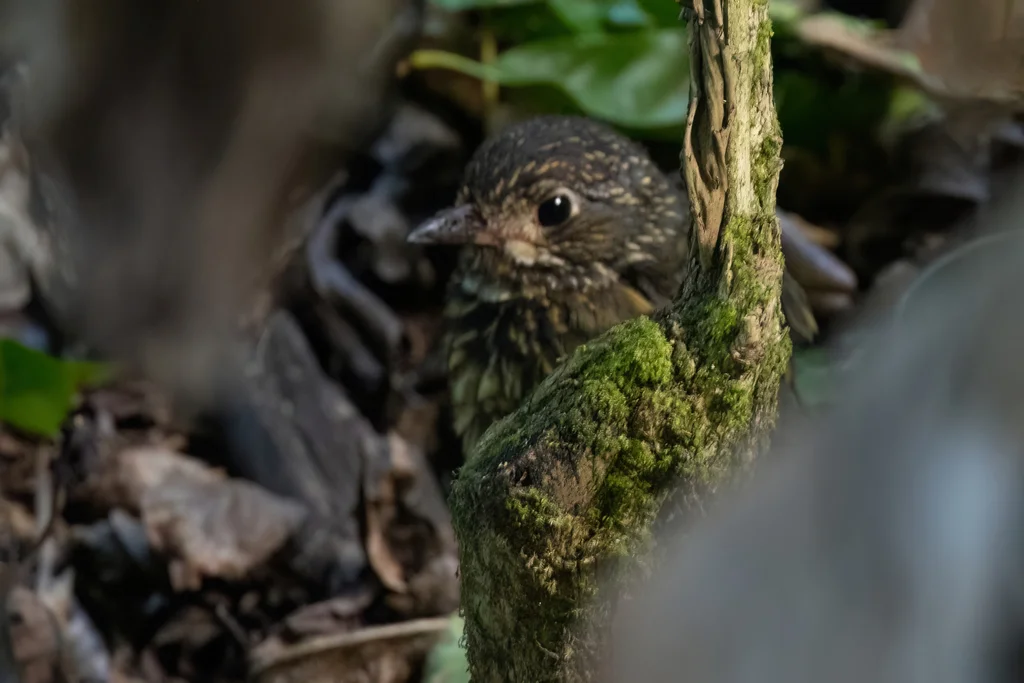 鳞斑蚁鸫(Grallaria guatimalensis)