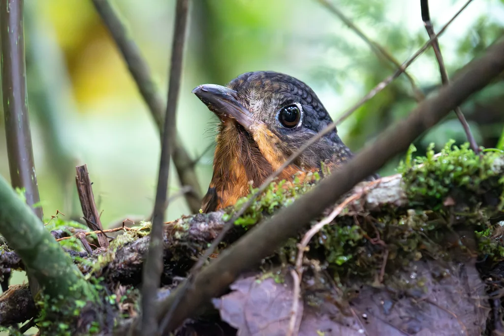 鳞斑蚁鸫(Grallaria guatimalensis)