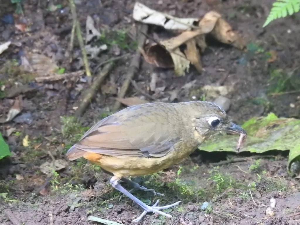 纯背蚁鸫(Grallaria haplonota)