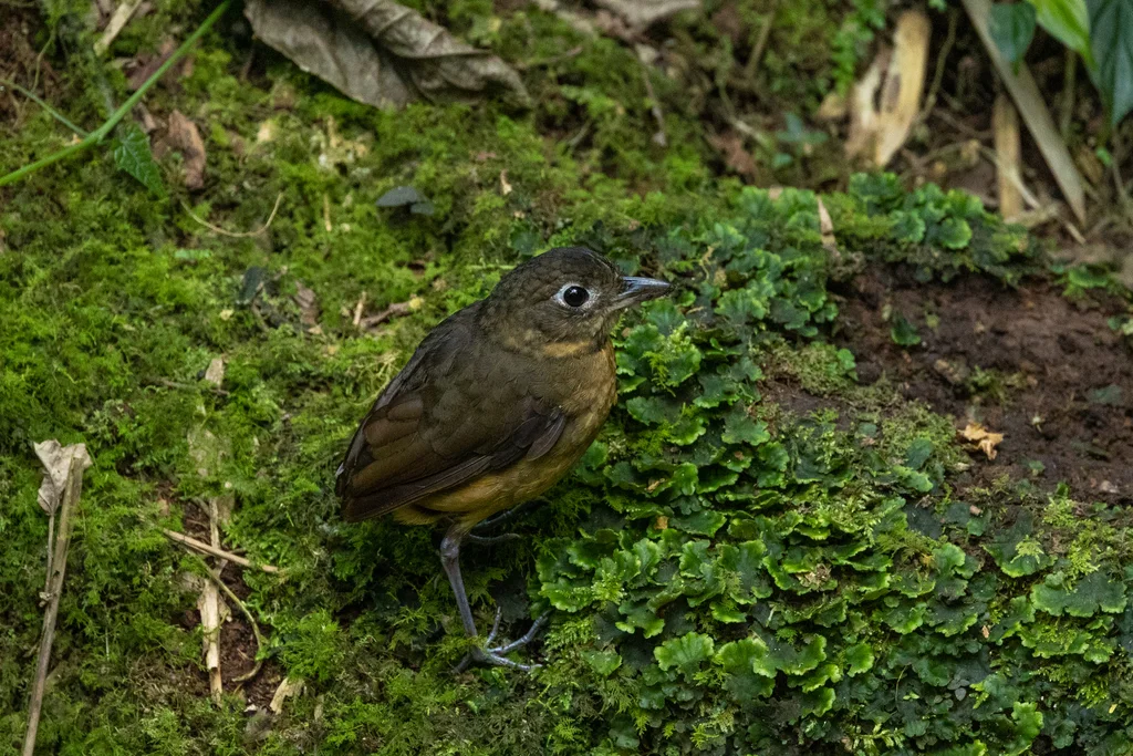 纯背蚁鸫(Grallaria haplonota)
