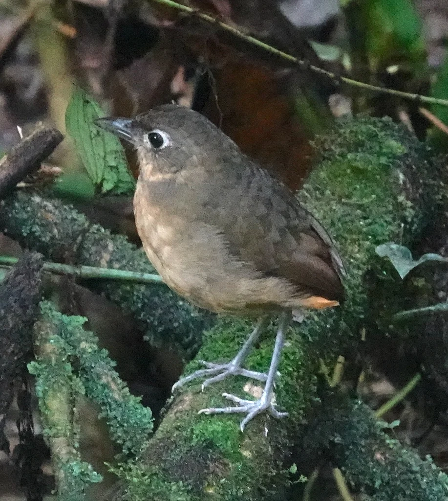 纯背蚁鸫(Grallaria haplonota)