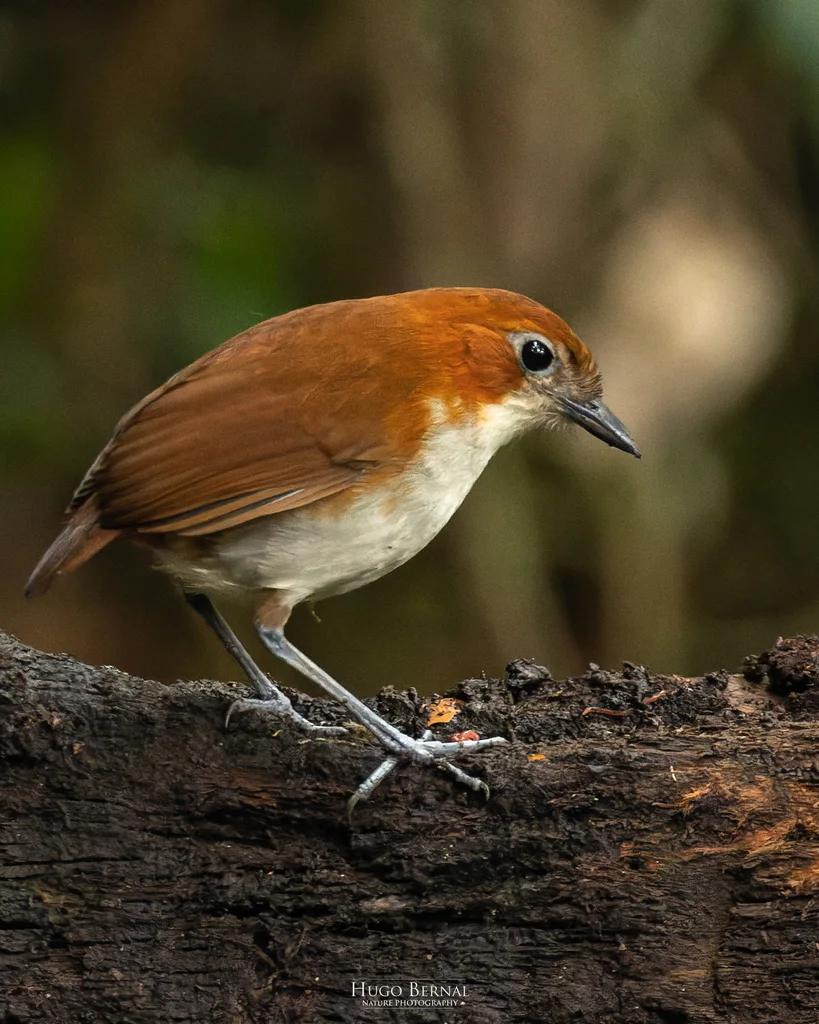 褐背蚁鸫(Grallaria hypoleuca)