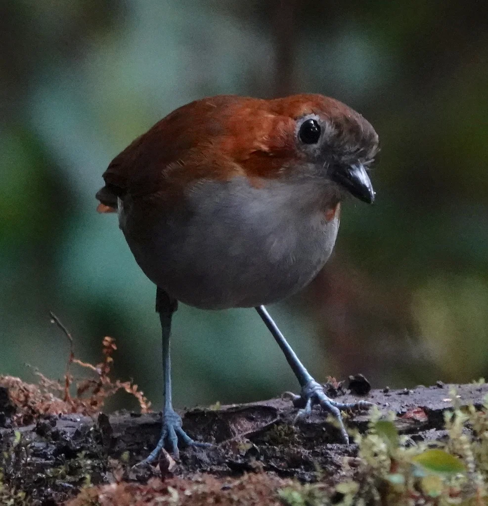 褐背蚁鸫(Grallaria hypoleuca)