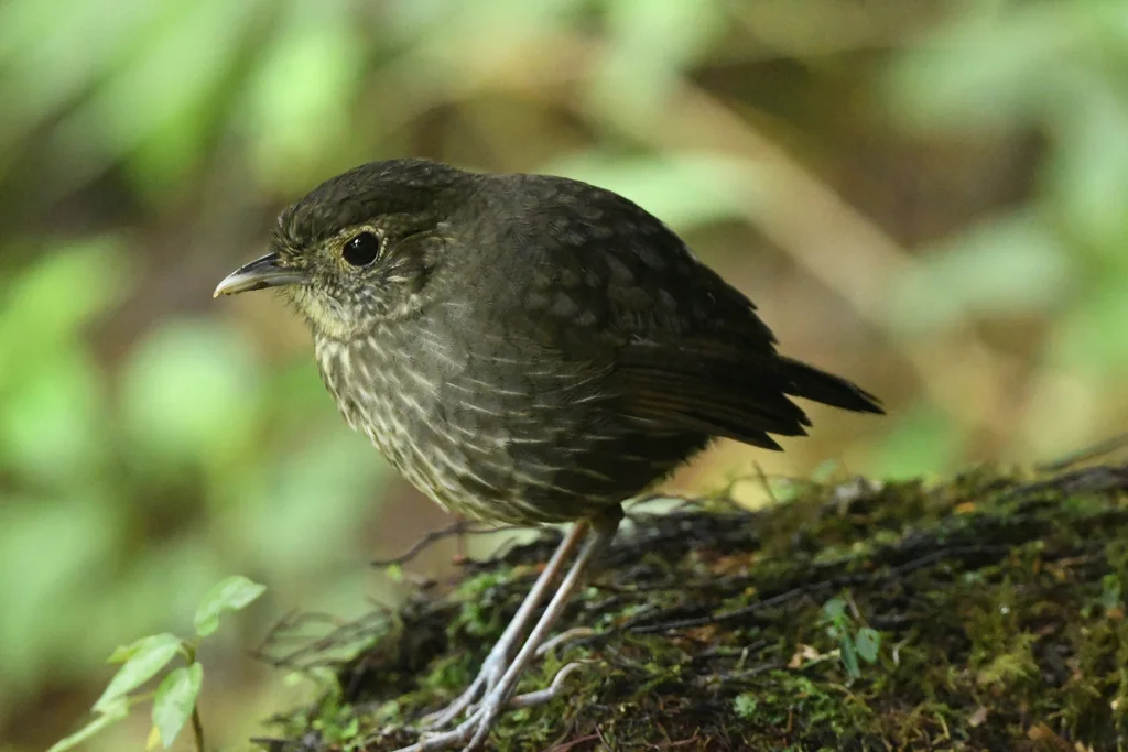 昆迪蚁鸫(Grallaria kaestneri)