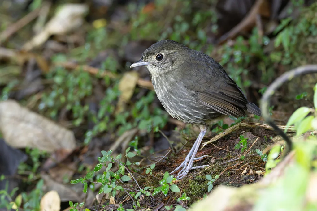 昆迪蚁鸫(Grallaria kaestneri)