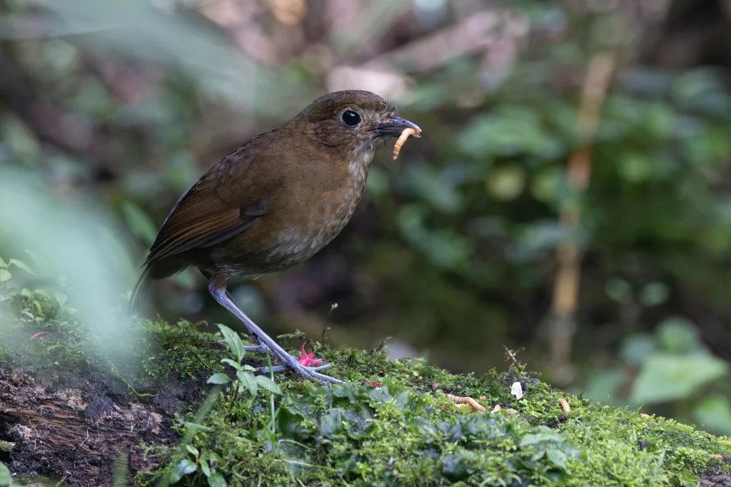 褐斑蚁鸫(Grallaria milleri)