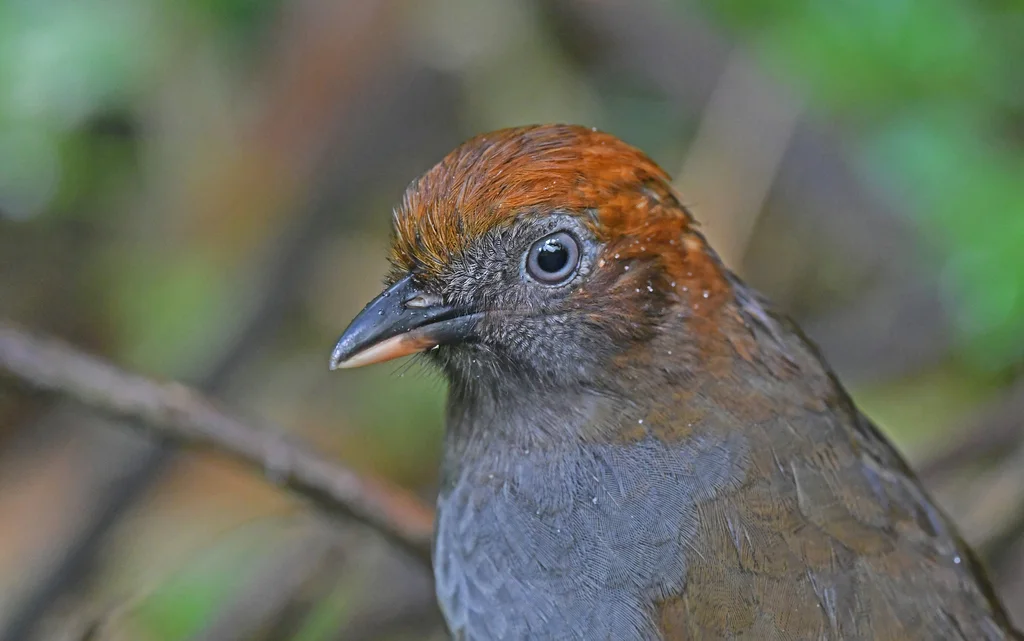 栗枕蚁鸫(Grallaria nuchalis)