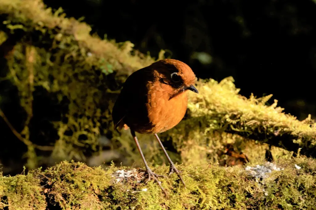 乌省蚁鸫(Grallaria occabambae)