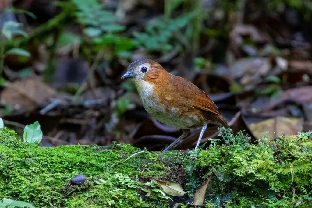 普氏蚁鸫（Grallaria przewalskii）