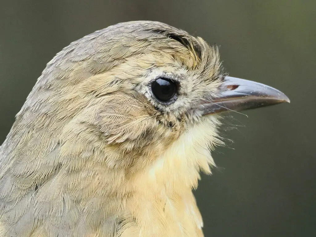 褐蚁鸫(Grallaria quitensis)