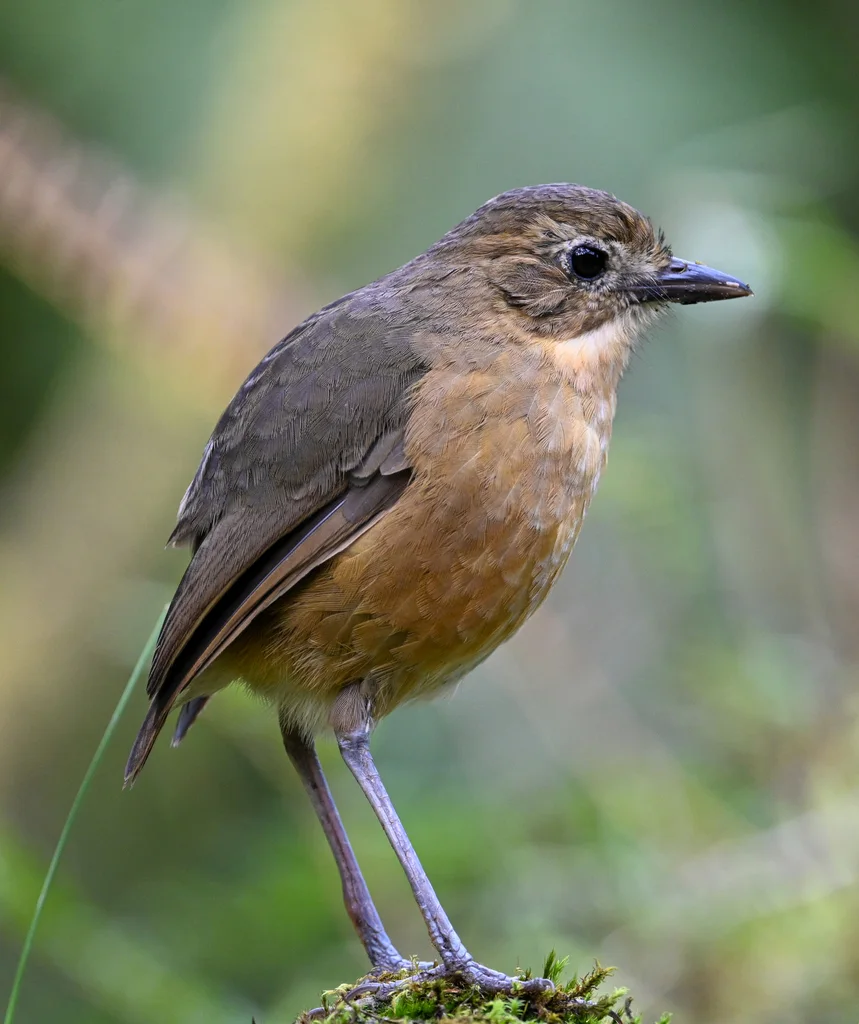 褐蚁鸫(Grallaria quitensis)