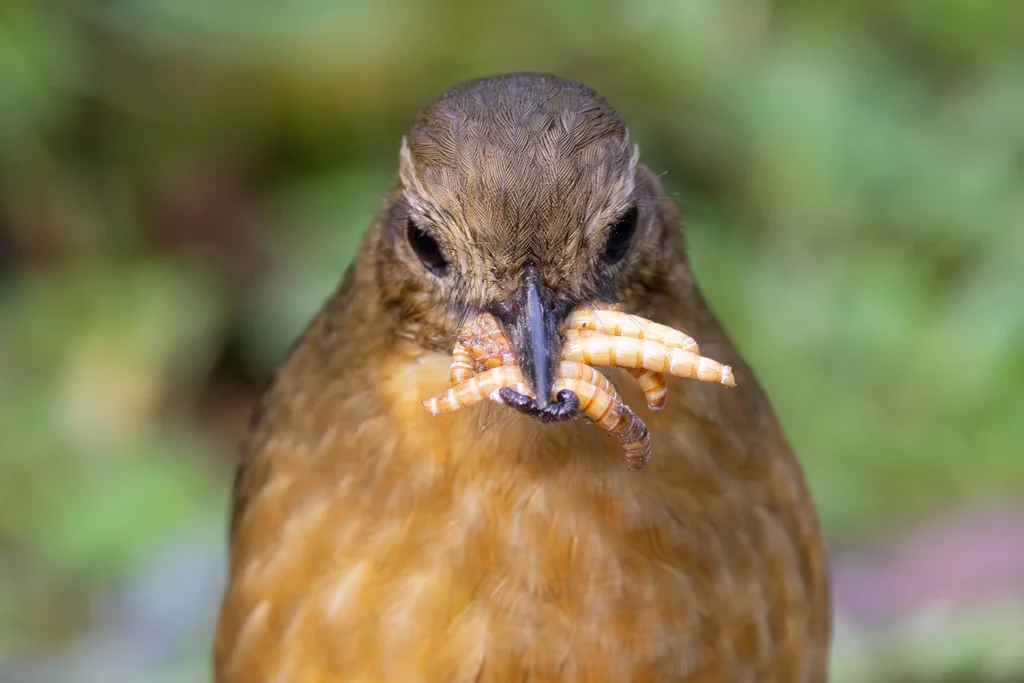 褐蚁鸫(Grallaria quitensis)