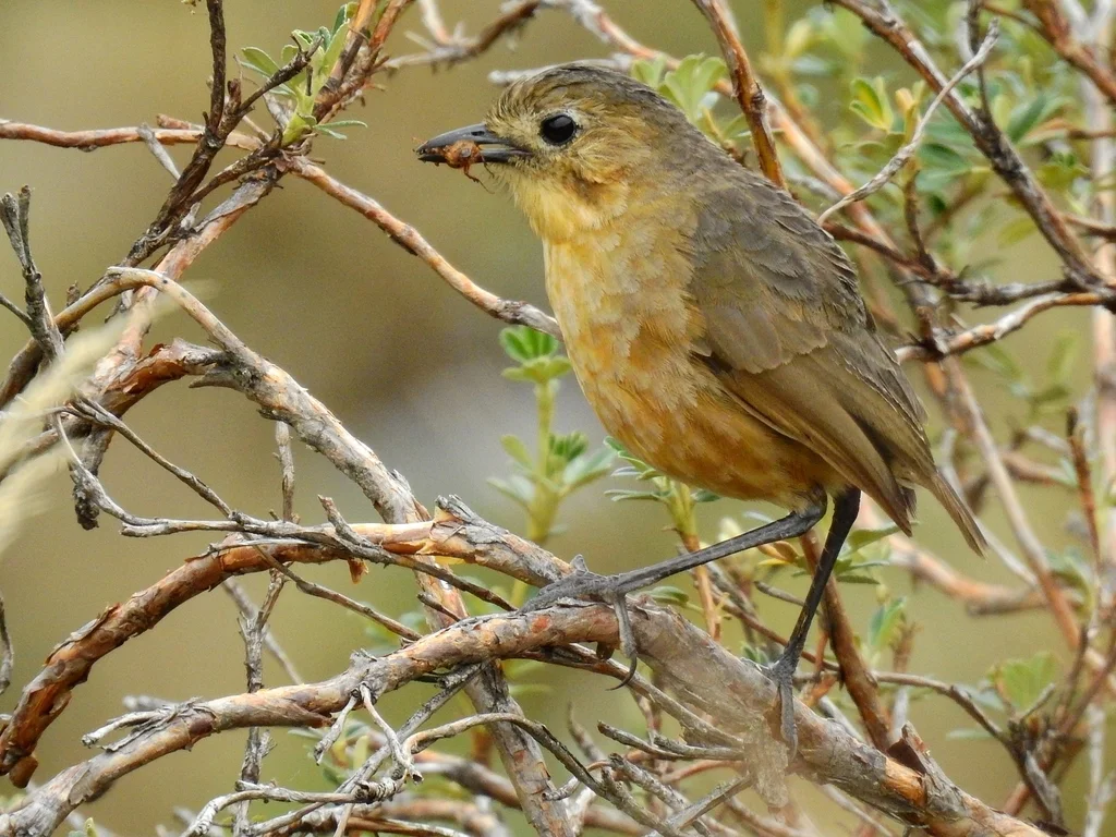 褐蚁鸫(Grallaria quitensis)