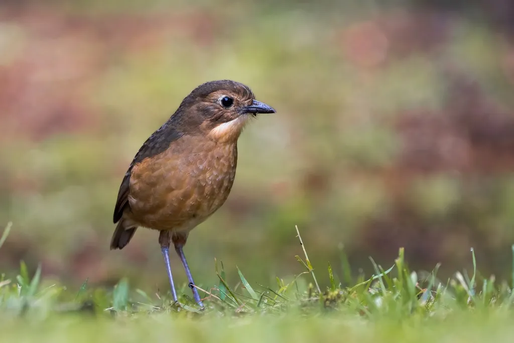 褐蚁鸫(Grallaria quitensis)