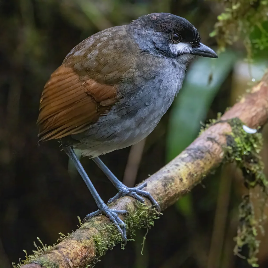 若克蚁鸫(Grallaria ridgelyi)