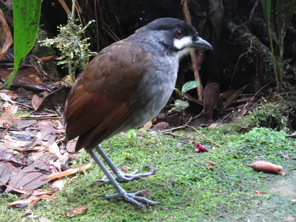 若克蚁鸫(Grallaria ridgelyi)