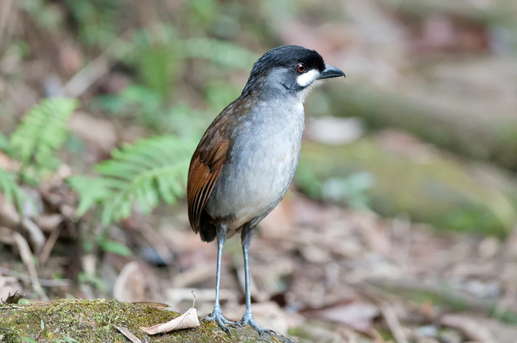若克蚁鸫(Grallaria ridgelyi)
