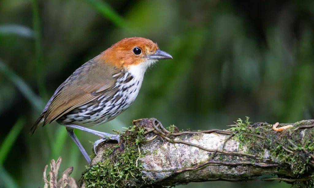 栗顶蚁鸫(Grallaria ruficapilla)