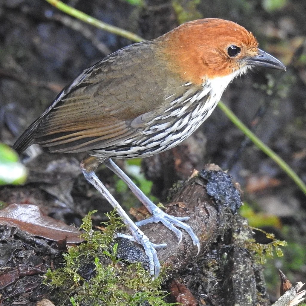 栗顶蚁鸫(Grallaria ruficapilla)