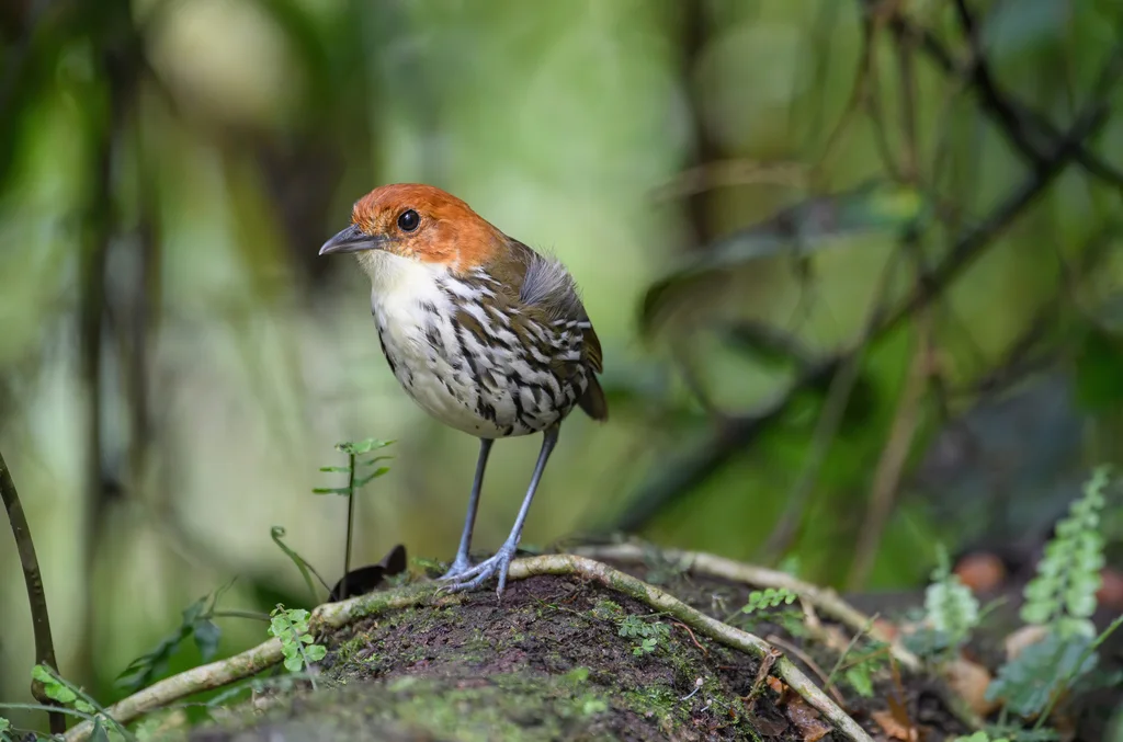 栗顶蚁鸫(Grallaria ruficapilla)