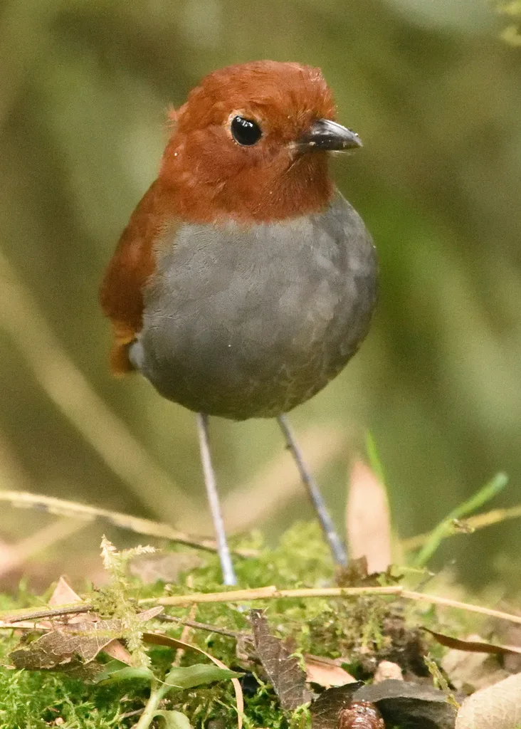 双色蚁鸫(Grallaria rufocinerea)