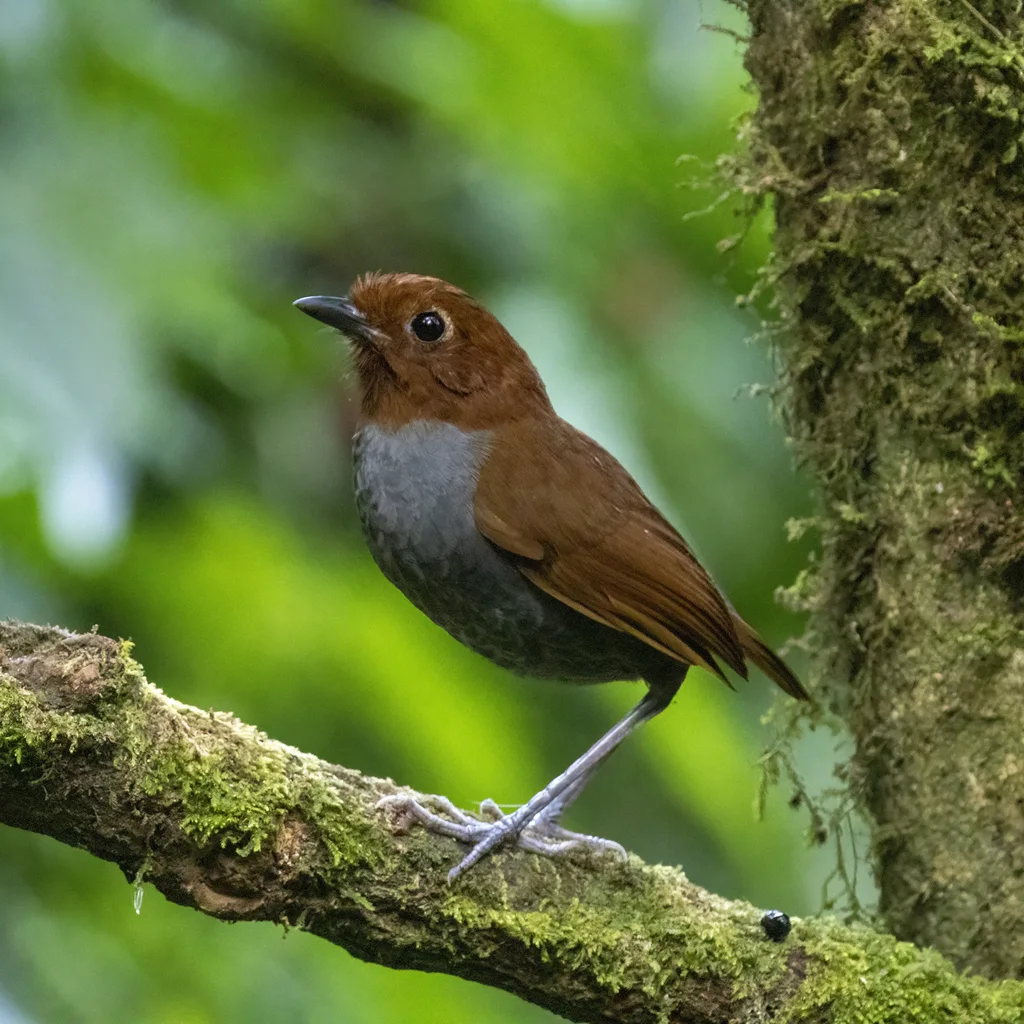 双色蚁鸫(Grallaria rufocinerea)