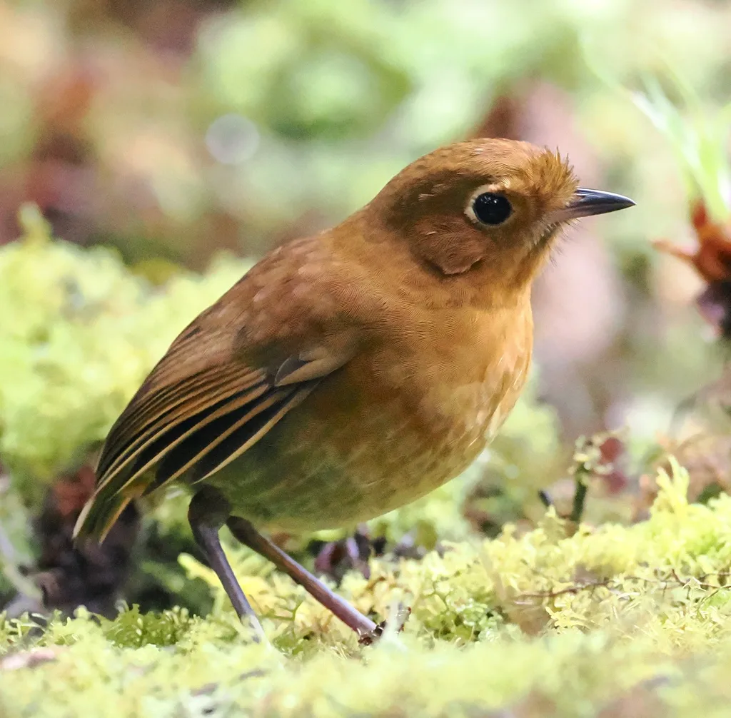 棕蚁鸫(Grallaria rufula)