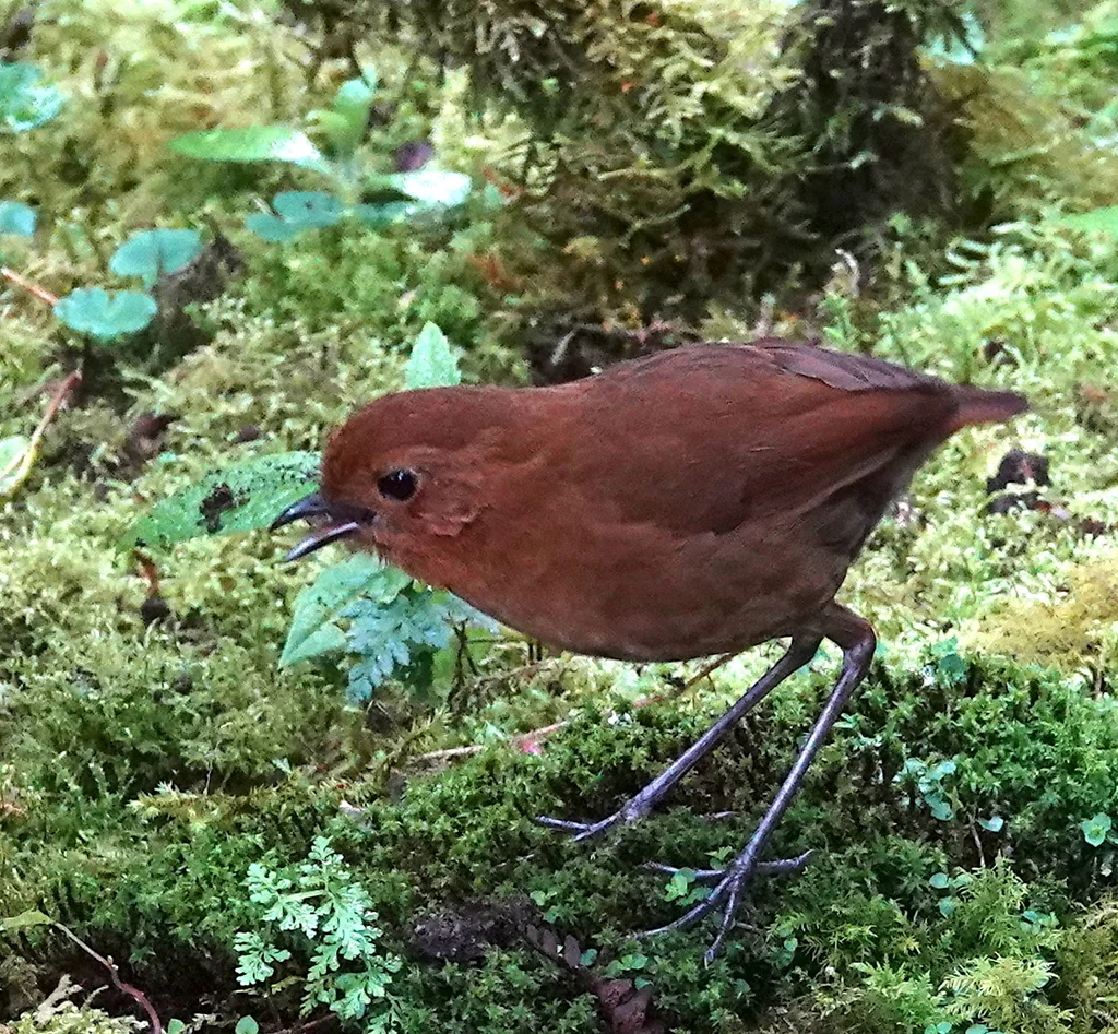 赤道蚁鸫(Grallaria saturata)