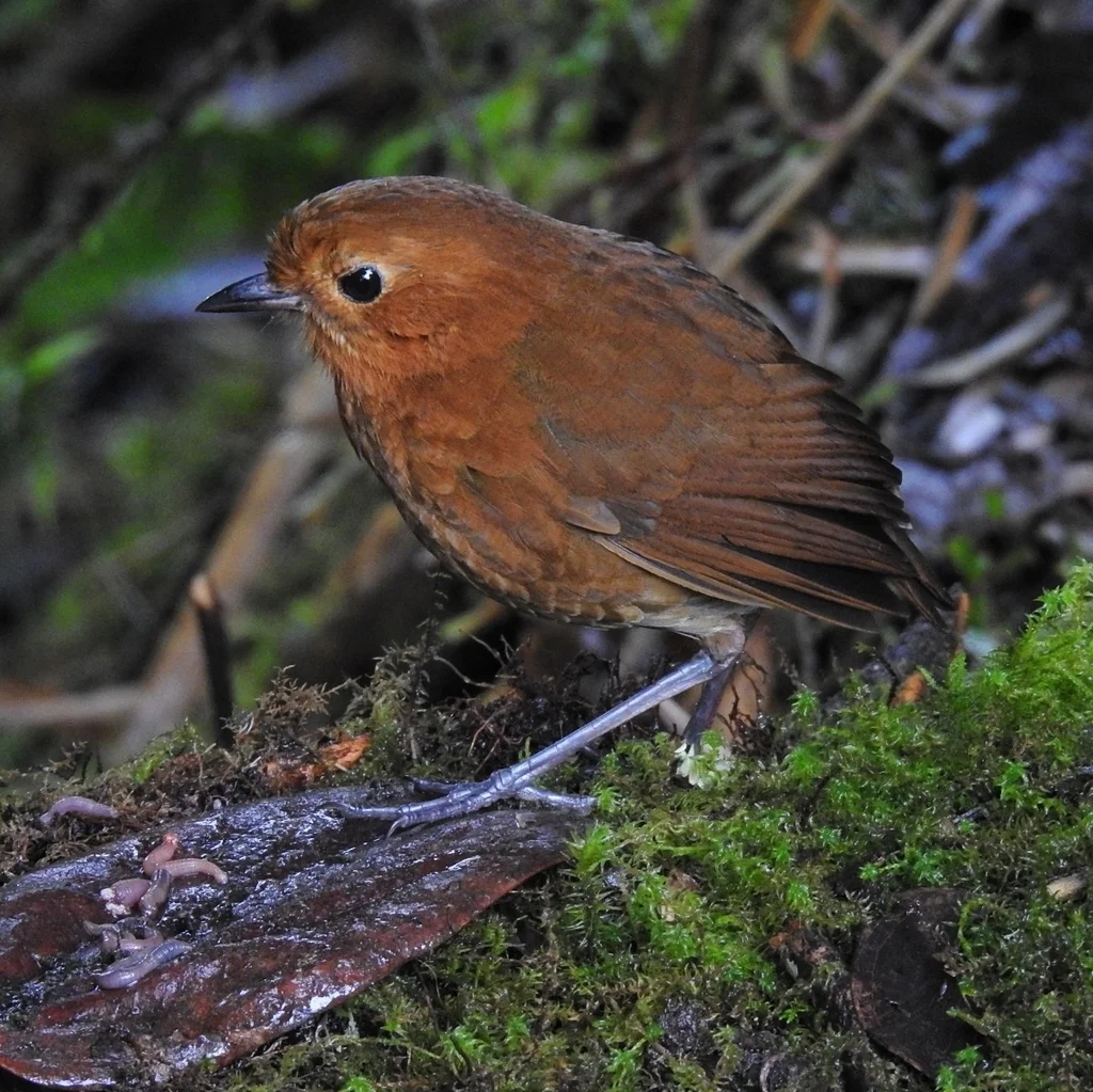赤道蚁鸫(Grallaria saturata)