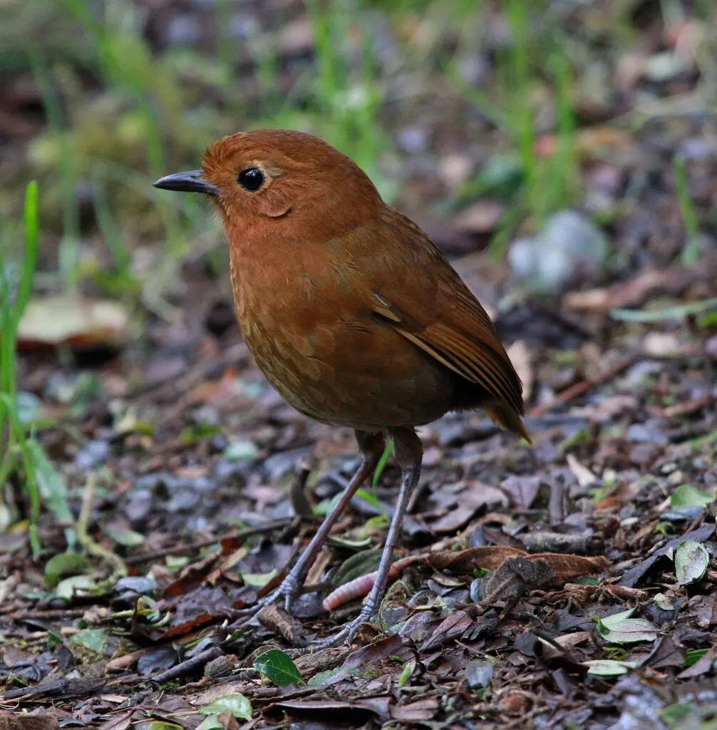 赤道蚁鸫(Grallaria saturata)