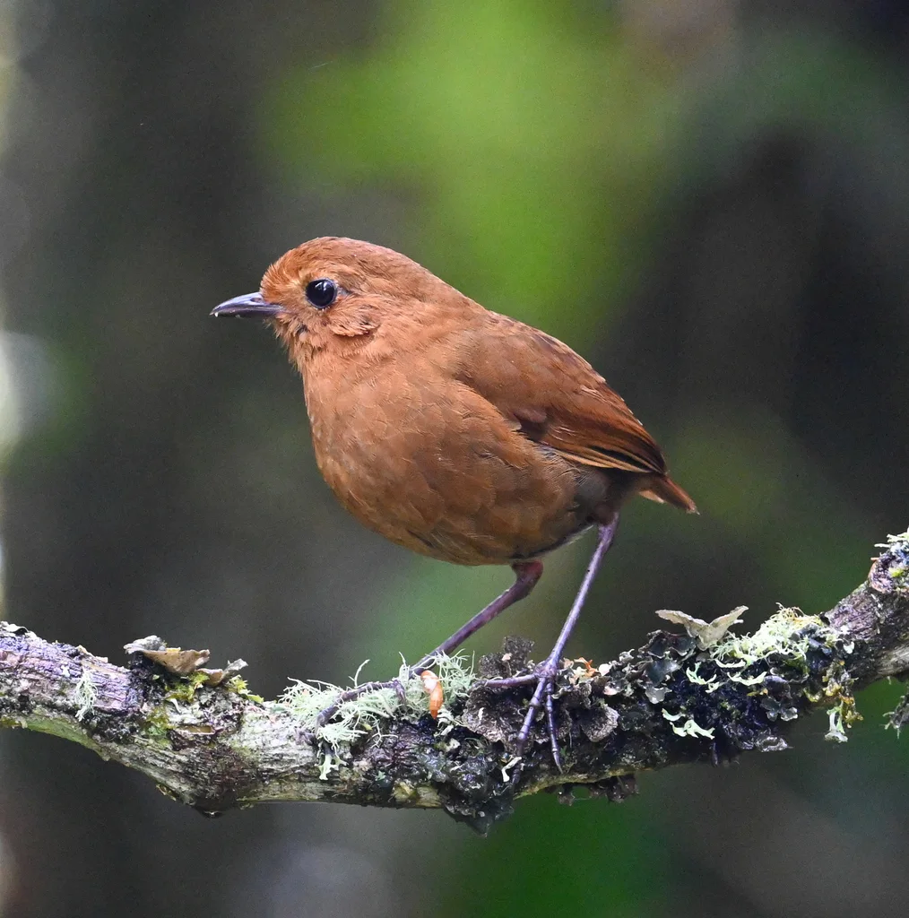 赤道蚁鸫(Grallaria saturata)