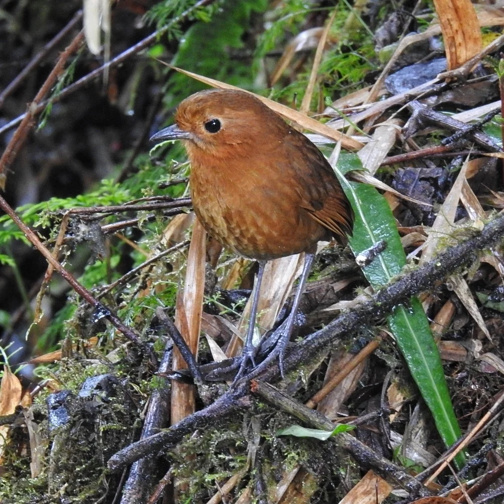 赤道蚁鸫(Grallaria saturata)