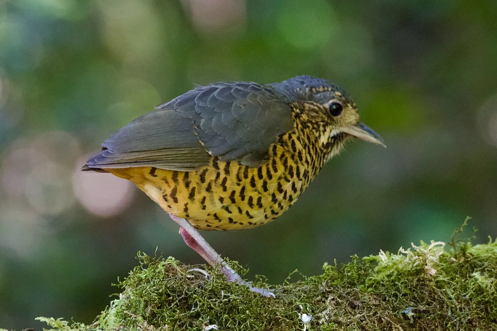 波纹蚁鸫(Grallaria squamigera)