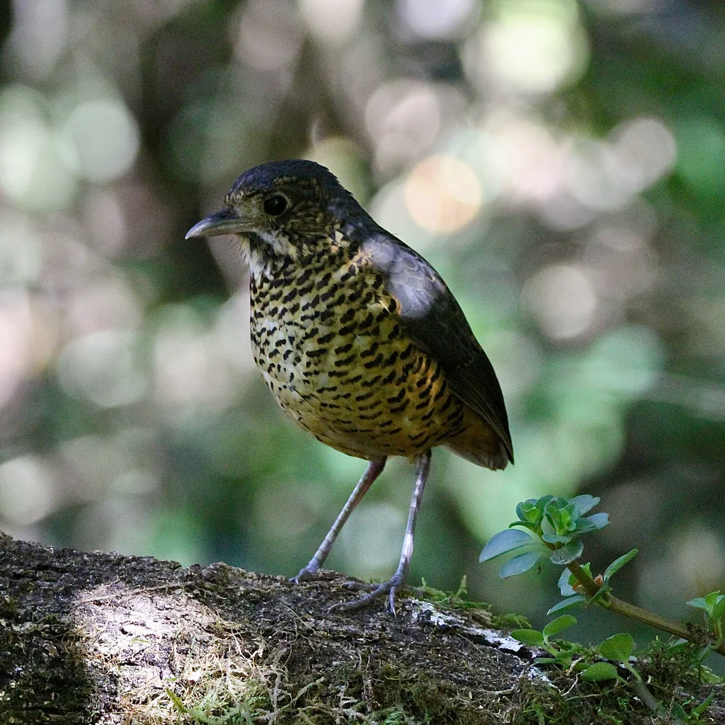 波纹蚁鸫(Grallaria squamigera)