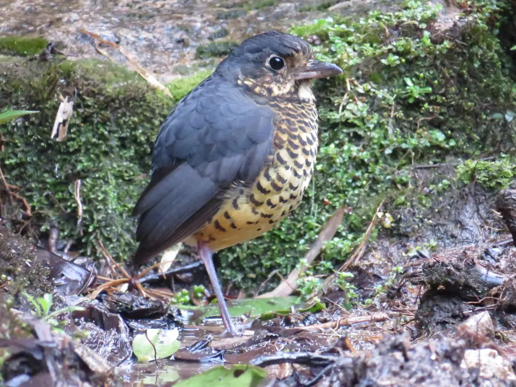 波纹蚁鸫(Grallaria squamigera)
