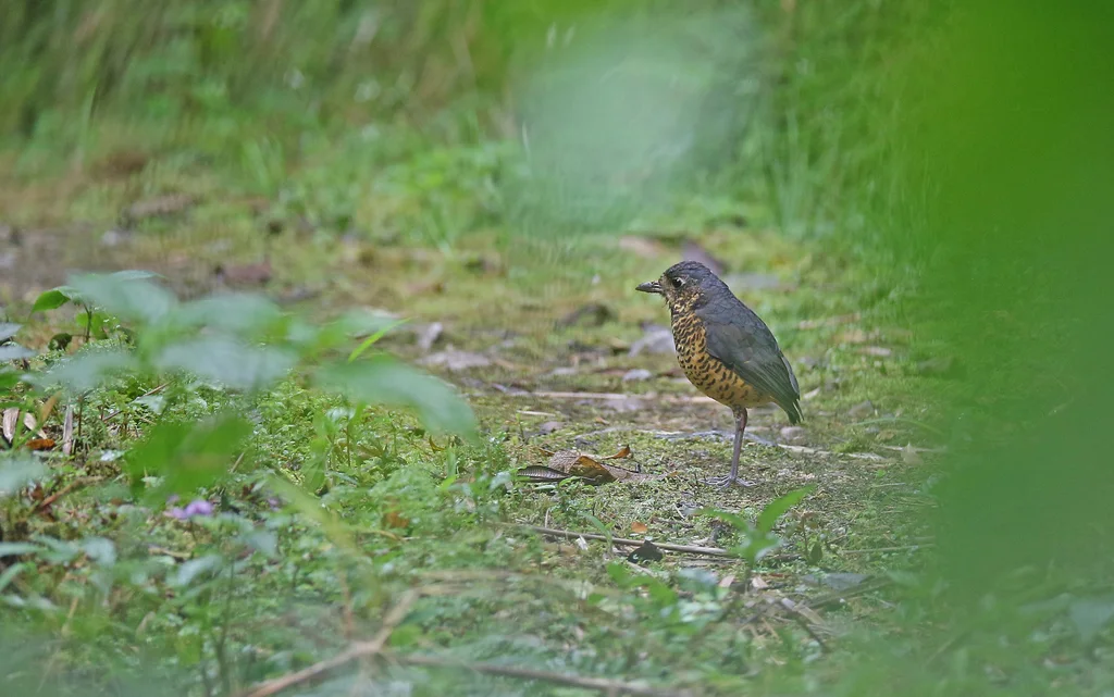 波纹蚁鸫(Grallaria squamigera)