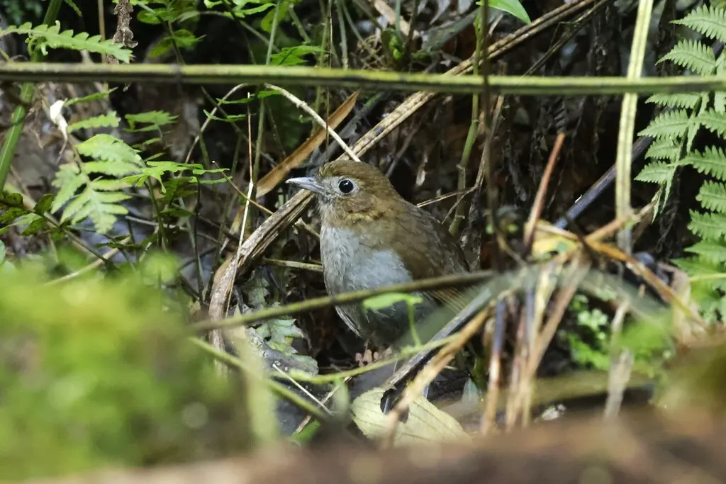 灰腹蚁鸫（Grallaria urraoensis）