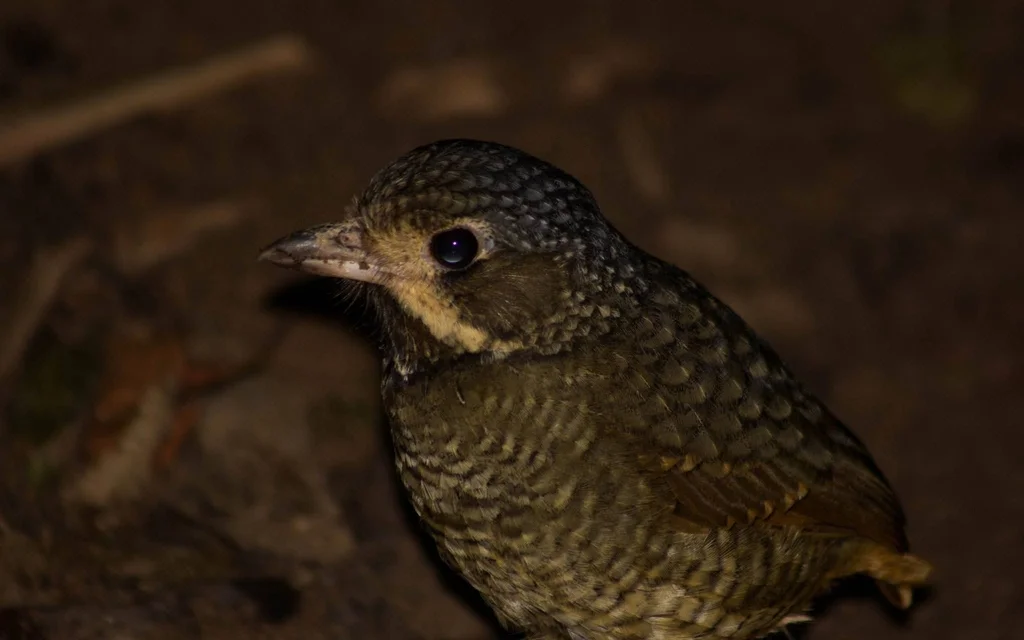 杂色蚁鸫(Grallaria varia)