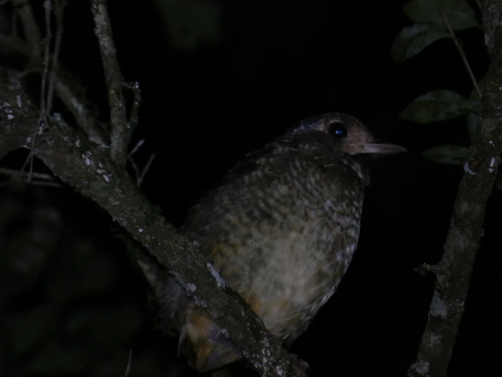 杂色蚁鸫(Grallaria varia)