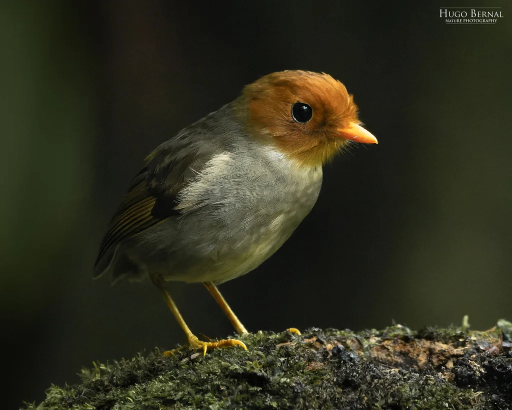 巾冠蚁鸫(Grallaricula cucullata)